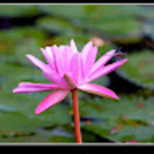 Meet your Posher, Jerry